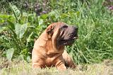 SHAR-PEI 856